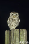 Steenuil (Athene noctua) 