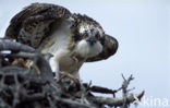 Visarend (Pandion haliaetus)