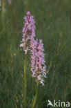 Vleeskleurige orchis (Dactylorhiza incarnata) 