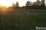 Vleeskleurige orchis (Dactylorhiza incarnata) 