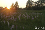 Vleeskleurige orchis (Dactylorhiza incarnata) 