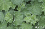 Vrouwenmantel (Alchemilla spec)