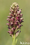 Wantsenorchis (Anacamptis coriophora) 