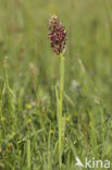 Wantsenorchis (Anacamptis coriophora) 