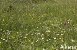 Wantsenorchis (Anacamptis coriophora) 