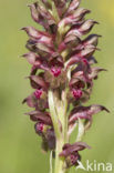 Wantsenorchis (Anacamptis coriophora) 