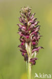 Wantsenorchis (Anacamptis coriophora) 