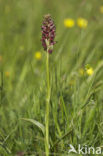 Wantsenorchis (Anacamptis coriophora) 