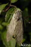 Windepijlstaart (Agrius convolvuli)