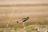 White-headed Lapwing (Vanellus albiceps)