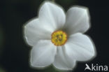 Pheasant’s-eye Daffodil (Narcissus poeticus)