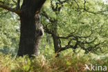 Zomereik (Quercus robur)