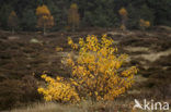 Berk (Betula)