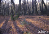 Beuk (Fagus sylvatica)