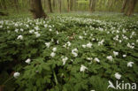 Bosanemoon (Anemone nemorosa)