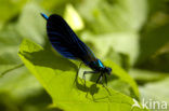 Bosbeekjuffer (Calopteryx virgo) 