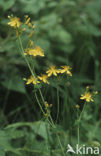 Fraai hertshooi (Hypericum pulchrum) 