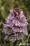 Gevlekte orchis (Dactylorhiza maculata var. podesta) 