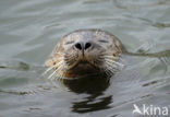 Gewone zeehond (Phoca vitulina) 