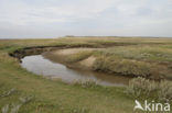 Gewone zoutmelde (Atriplex portulacoides)