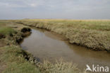 Gewone zoutmelde (Atriplex portulacoides)