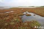 Gewone zoutmelde (Atriplex portulacoides)