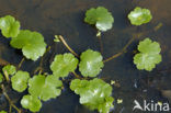 Grote waternavel (Hydrocotyle ranunculoides)