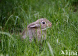 Haas (Lepus europaeus)