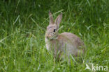 Haas (Lepus europaeus)