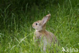 Haas (Lepus europaeus)