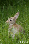 Haas (Lepus europaeus)