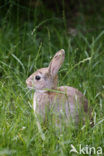 Haas (Lepus europaeus)