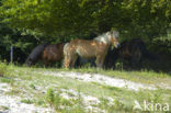 IJsland pony (Equus spp)