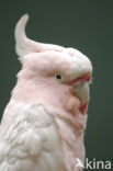 Pink Cockatoo (Cacatua leadbeateri)