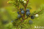 Jeneverbes (Juniperus communis)