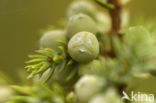 Jeneverbes (Juniperus communis)