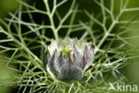 Juffertje-in-’t-groen (Nigella damascena)