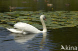 Knobbelzwaan (Cygnus olor)