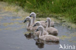 Knobbelzwaan (Cygnus olor)