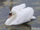 Knobbelzwaan (Cygnus olor)