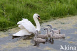 Knobbelzwaan (Cygnus olor)