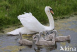 Knobbelzwaan (Cygnus olor)