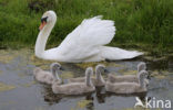 Knobbelzwaan (Cygnus olor)