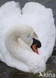 Knobbelzwaan (Cygnus olor)