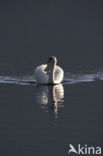 Knobbelzwaan (Cygnus olor)