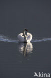 Knobbelzwaan (Cygnus olor)