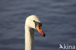 Knobbelzwaan (Cygnus olor)