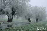 Knotwilg (Salix alba)