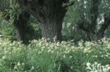 Knotwilg (Salix alba)