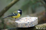 Koolmees (Parus major)